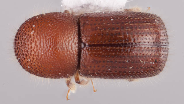 Bark and Ambrosia Beetles of , Xyleborinus saxesenii <span  style='font-style:normal';>(Ratzeburg 1837)</span> <span  style='font-style:normal';> (introduced)</span>