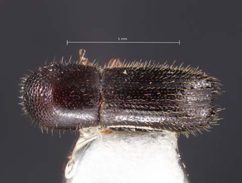 Bark and Ambrosia Beetles of , Xyleborinus saxesenii <span  style='font-style:normal';>(Ratzeburg 1837)</span> <span  style='font-style:normal';> (introduced)</span>