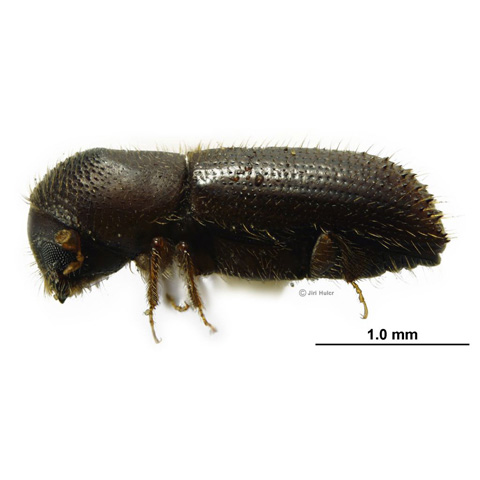 Bark and Ambrosia Beetles of , Xyleborinus saxesenii <span  style='font-style:normal';>(Ratzeburg 1837)</span> <span  style='font-style:normal';> (introduced)</span>