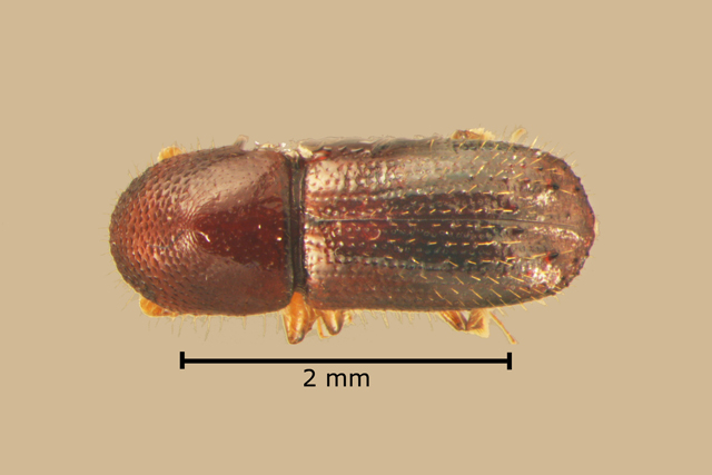 Bark and Ambrosia Beetles of , Xyleborinus saxesenii <span style='font-style:normal';>(Ratzeburg 1837)</span> <span style='font-style:normal';> (introduced)</span>