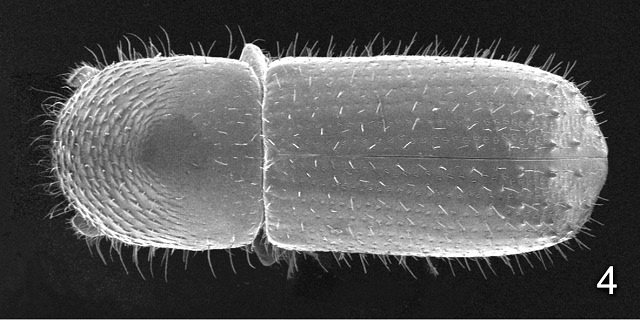 Bark and Ambrosia Beetles of , Xyleborinus saxesenii <span  style='font-style:normal';>(Ratzeburg 1837)</span> <span  style='font-style:normal';> (introduced)</span>