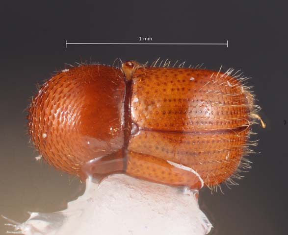 Bark and Ambrosia Beetles of , Xyleborinus saxesenii <span  style='font-style:normal';>(Ratzeburg 1837)</span> <span  style='font-style:normal';> (introduced)</span>