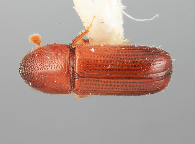 Bark and Ambrosia Beetles of , Xyleborinus saxesenii <span style='font-style:normal';>(Ratzeburg 1837)</span> <span style='font-style:normal';> (introduced)</span>