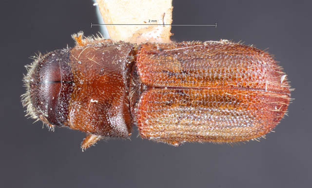 Bark and Ambrosia Beetles of , Xyleborinus saxesenii <span  style='font-style:normal';>(Ratzeburg 1837)</span> <span  style='font-style:normal';> (introduced)</span>