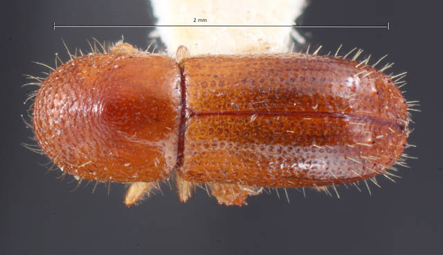 Bark and Ambrosia Beetles of , Xyleborinus saxesenii <span  style='font-style:normal';>(Ratzeburg 1837)</span> <span  style='font-style:normal';> (introduced)</span>