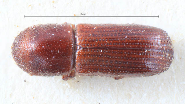 Bark and Ambrosia Beetles of , Xyleborinus saxesenii <span  style='font-style:normal';>(Ratzeburg 1837)</span> <span  style='font-style:normal';> (introduced)</span>