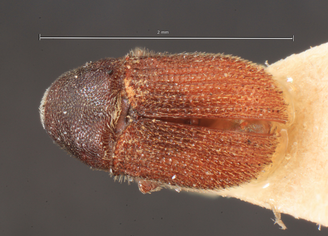 Bark and Ambrosia Beetles of , Phloeosinus aubei <span  style='font-style:normal';>(Perris 1855)</span>